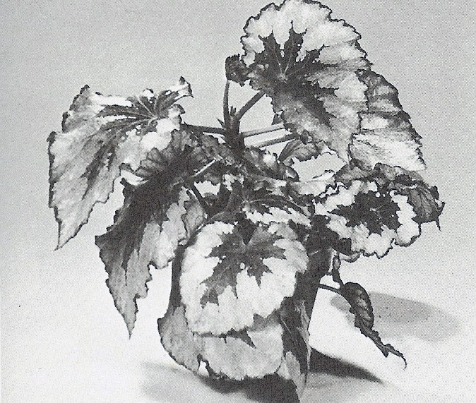 B. ‘Christine Blais’
